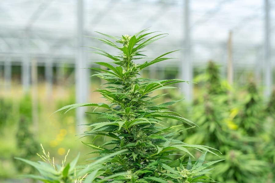 What to Know About the Differences Between Sativa, Indica, and Hybrid Strains of Weed 8 abcdhe 294