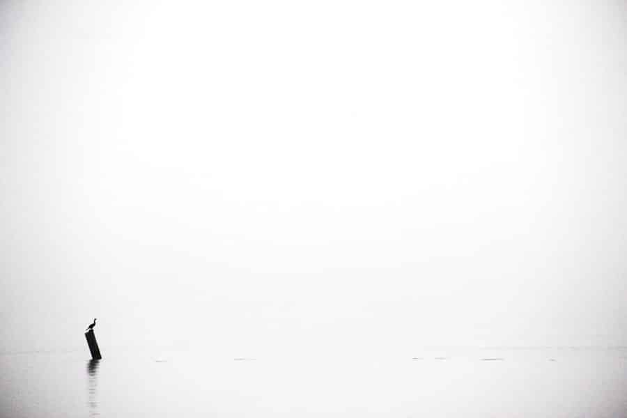 10 Impressive Benefits of White Tea 9 image 387